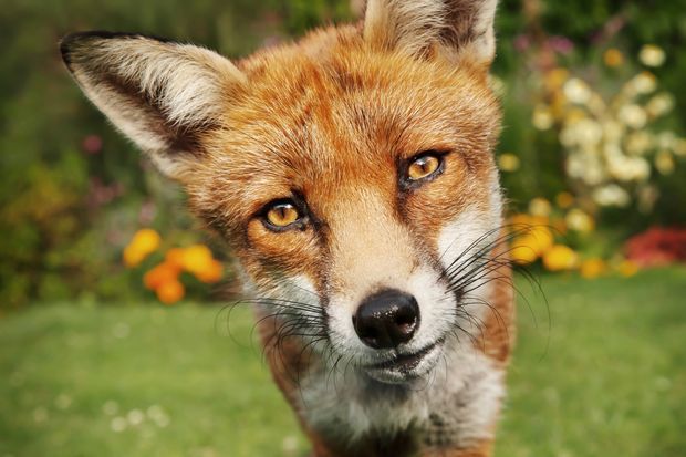 The Foxxes of Summer