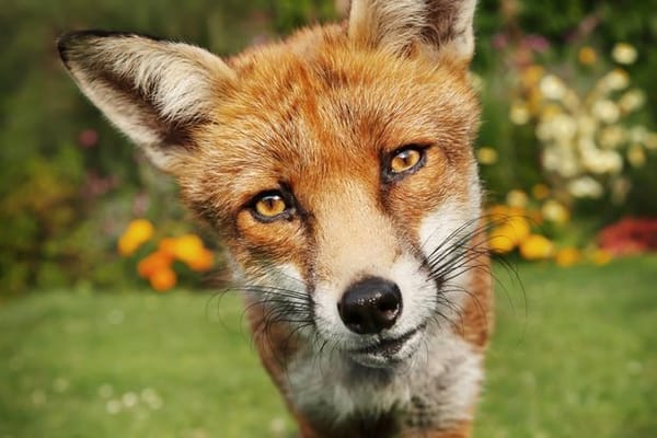 The Foxxes of Summer